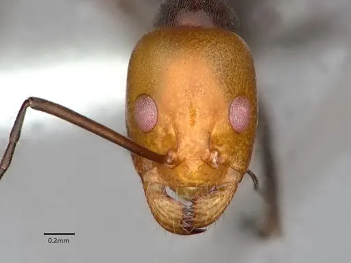 Dorymyrmex goetschi specimen CASENT0841497 image casent0841497_3