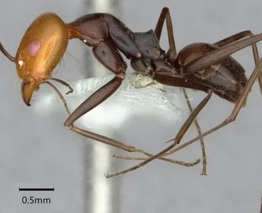 Dorymyrmex goetschi specimen CASENT0841497 image casent0841497_5