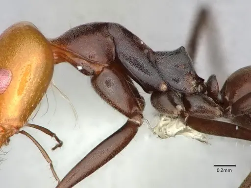 Dorymyrmex goetschi specimen CASENT0841497 image casent0841497_6