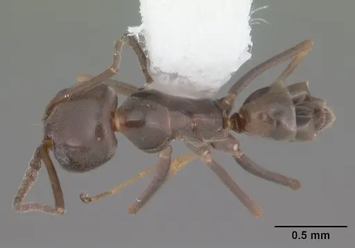 Dorymyrmex grandulus specimen CASENT0103878 image casent0103878_1