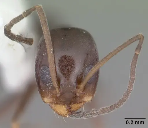 Dorymyrmex grandulus specimen CASENT0103878 image casent0103878_2