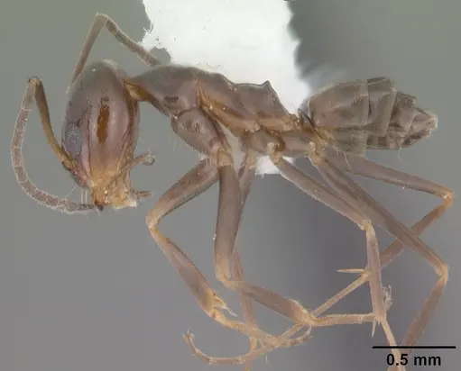 Dorymyrmex grandulus specimen CASENT0103878 image casent0103878_3