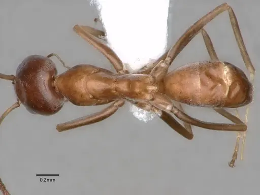 Dorymyrmex grandulus specimen CASENT0841372 image casent0841372_1