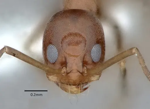 Dorymyrmex grandulus specimen CASENT0841372 image casent0841372_2