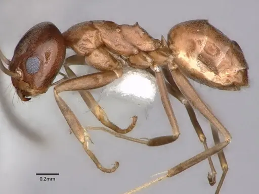 Dorymyrmex grandulus specimen CASENT0841372 image casent0841372_3