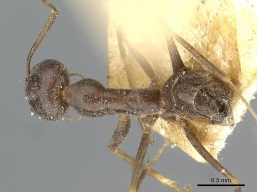 Dorymyrmex grandulus specimen CASENT0911036 image casent0911036_1