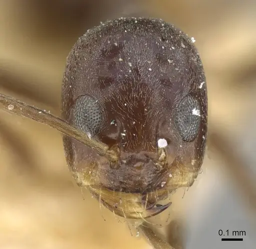 Dorymyrmex grandulus specimen CASENT0911036 image casent0911036_2