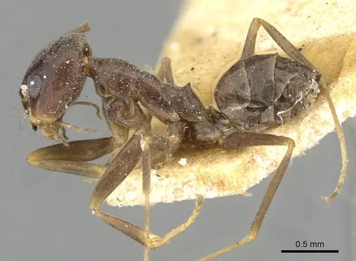 Dorymyrmex grandulus specimen CASENT0911036 image casent0911036_3