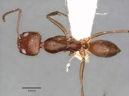 Dorymyrmex hunti specimen CASENT0841498 image casent0841498_1