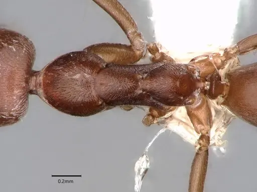 Dorymyrmex hunti specimen CASENT0841498 image casent0841498_2