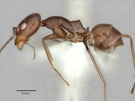 Dorymyrmex hunti specimen CASENT0841498 image casent0841498_4