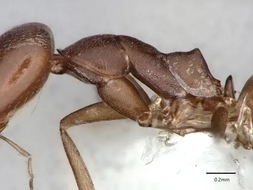 Dorymyrmex hunti specimen CASENT0841498 image casent0841498_5
