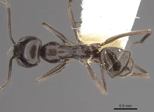 Dorymyrmex hunti specimen CASENT0911151 image casent0911151_1