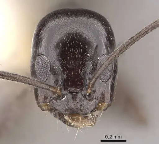 Dorymyrmex hunti specimen CASENT0911151 image casent0911151_2