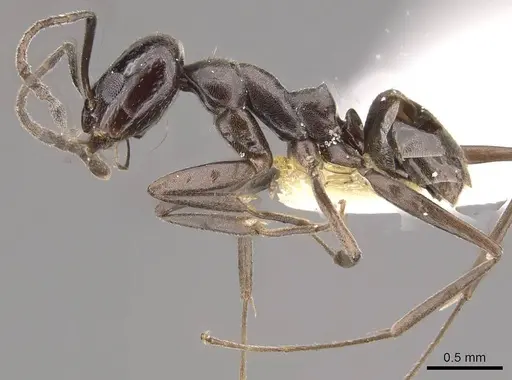 Dorymyrmex hunti specimen CASENT0911151 image casent0911151_3