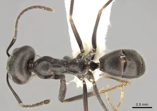Dorymyrmex hunti specimen CASENT0914062 image casent0914062_1