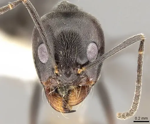 Dorymyrmex hunti specimen CASENT0914062 image casent0914062_2