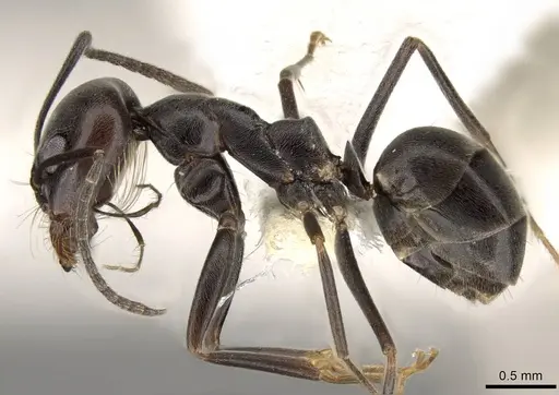 Dorymyrmex hunti specimen CASENT0914062 image casent0914062_3