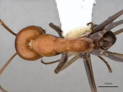 Dorymyrmex hypocritus specimen LACMENT164456 image lacment164456_1