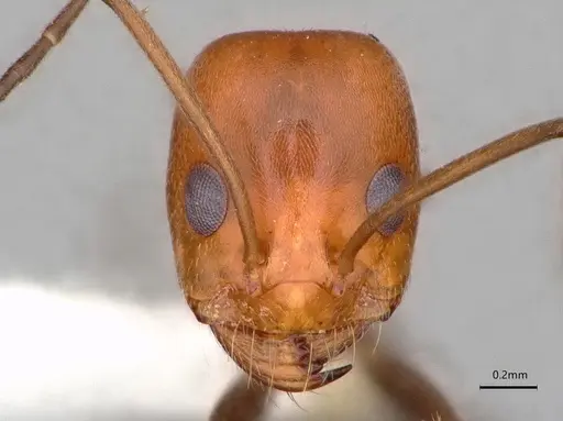 Dorymyrmex hypocritus specimen LACMENT164456 image lacment164456_2
