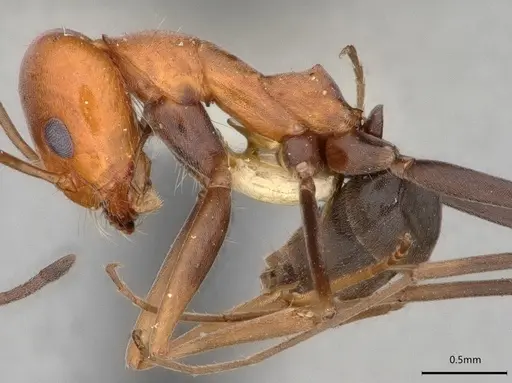 Dorymyrmex hypocritus specimen LACMENT164456 image lacment164456_3