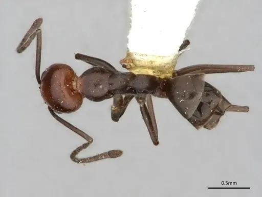 Dorymyrmex incomptus specimen LACMENT164444 image lacment164444_1