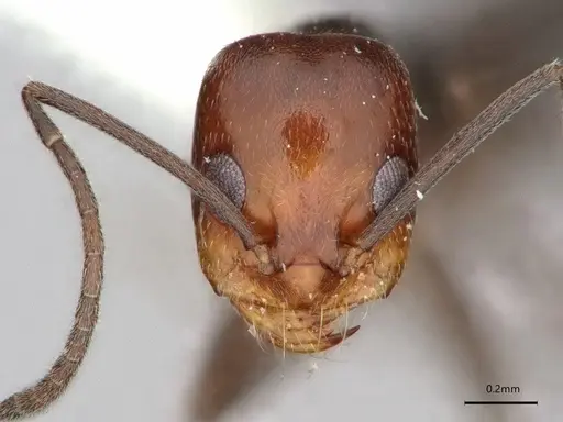 Dorymyrmex incomptus specimen LACMENT164444 image lacment164444_2
