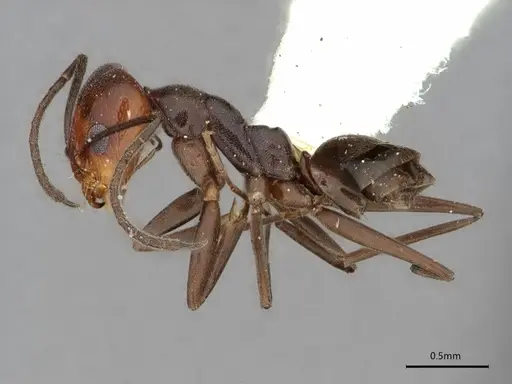 Dorymyrmex incomptus specimen LACMENT164444 image lacment164444_3