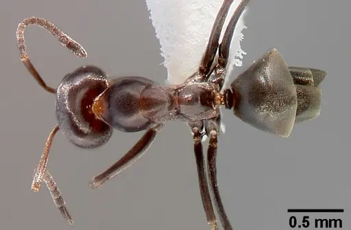 Dorymyrmex insanus specimen CASENT0005319 image casent0005319_1