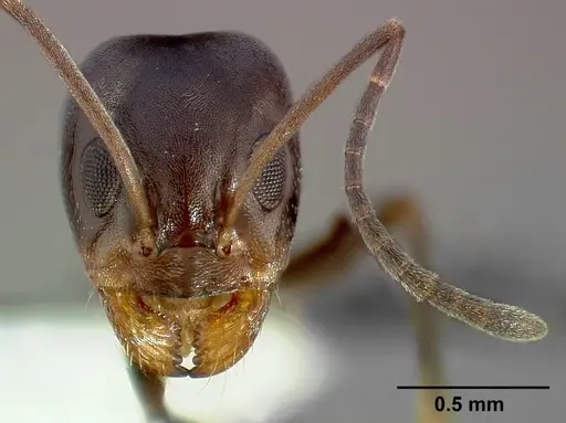 Dorymyrmex insanus specimen CASENT0005319 image casent0005319_2