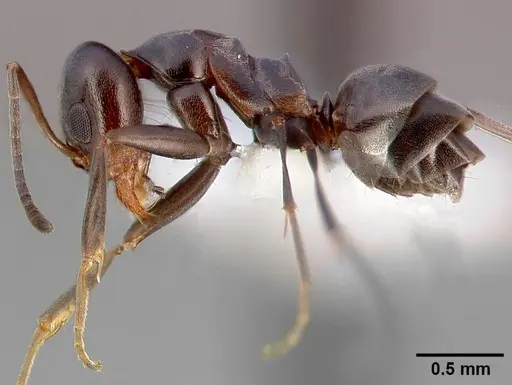Dorymyrmex insanus specimen CASENT0005319 image casent0005319_3