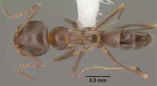 Dorymyrmex insanus specimen CASENT0102753 image casent0102753_1