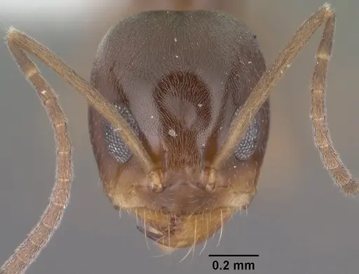 Dorymyrmex insanus specimen CASENT0102753 image casent0102753_2