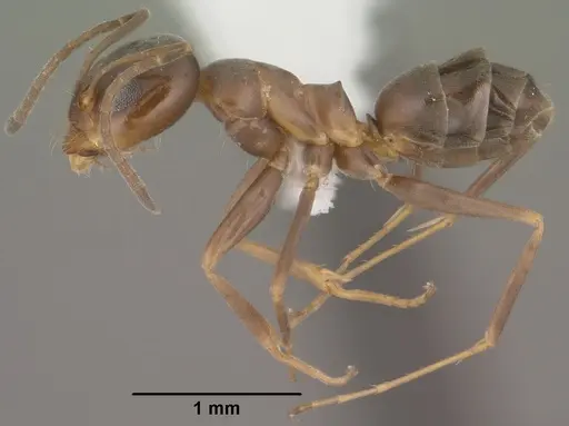 Dorymyrmex insanus specimen CASENT0102753 image casent0102753_3