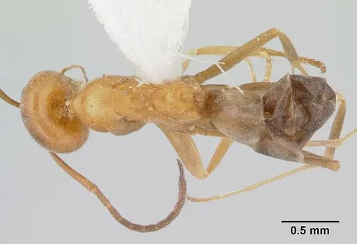 Dorymyrmex insanus specimen CASENT0179520 image casent0179520_1