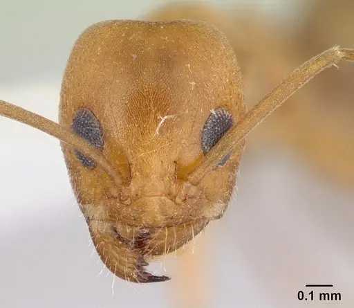 Dorymyrmex insanus specimen CASENT0179520 image casent0179520_2