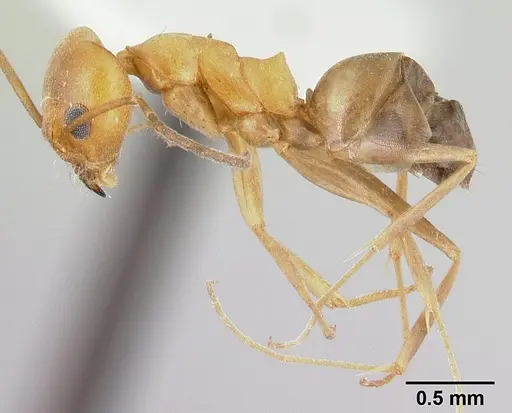 Dorymyrmex insanus specimen CASENT0179520 image casent0179520_3