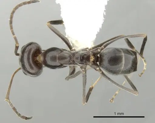 Dorymyrmex insanus specimen CASENT0249672 image casent0249672_1