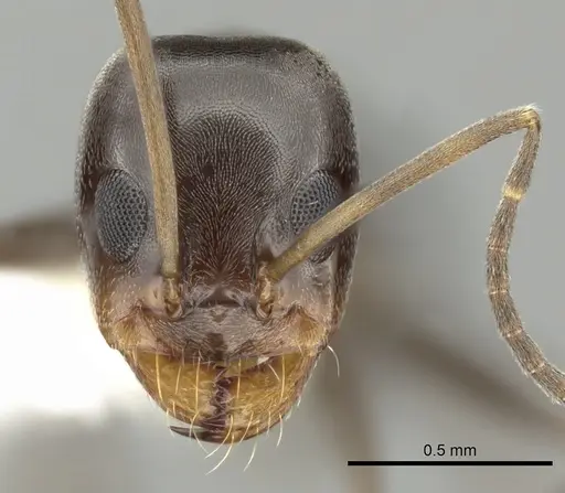 Dorymyrmex insanus specimen CASENT0249672 image casent0249672_2