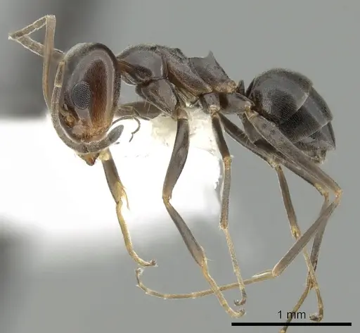 Dorymyrmex insanus specimen CASENT0249672 image casent0249672_3