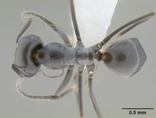 Dorymyrmex insanus specimen CASENT0732617 image casent0732617_1