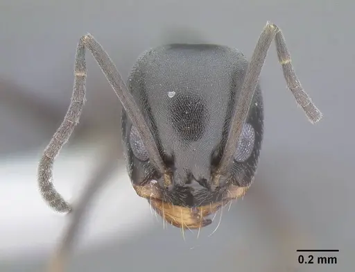 Dorymyrmex insanus specimen CASENT0732617 image casent0732617_2