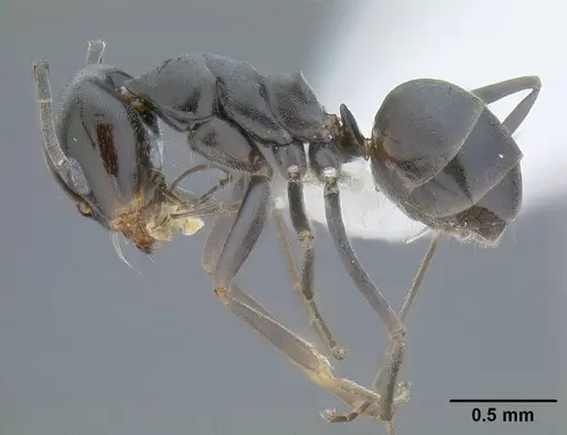 Dorymyrmex insanus specimen CASENT0732617 image casent0732617_3