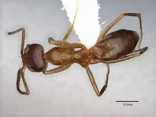 Dorymyrmex insanus specimen CASENT0841029 image casent0841029_1