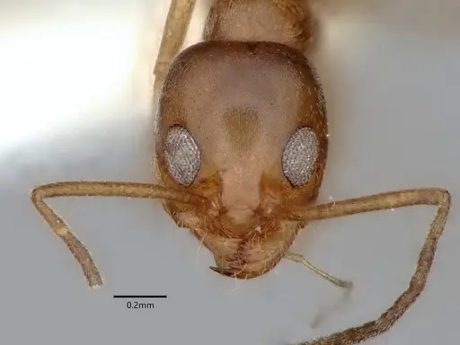 Dorymyrmex insanus specimen CASENT0841029 image casent0841029_2