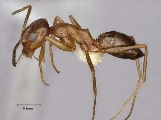 Dorymyrmex insanus specimen CASENT0841029 image casent0841029_3