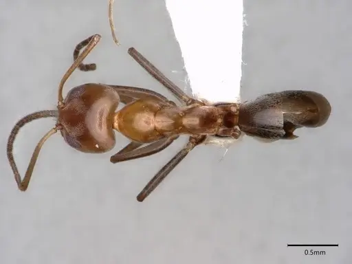 Dorymyrmex insanus specimen CASENT0841069 image casent0841069_1