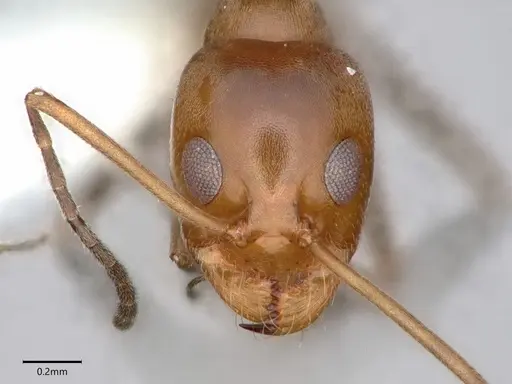 Dorymyrmex insanus specimen CASENT0841069 image casent0841069_2