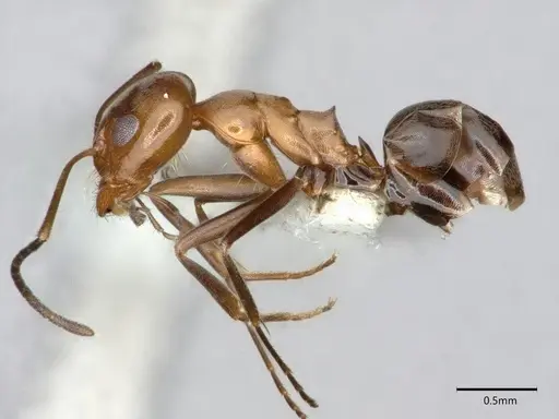 Dorymyrmex insanus specimen CASENT0841069 image casent0841069_3