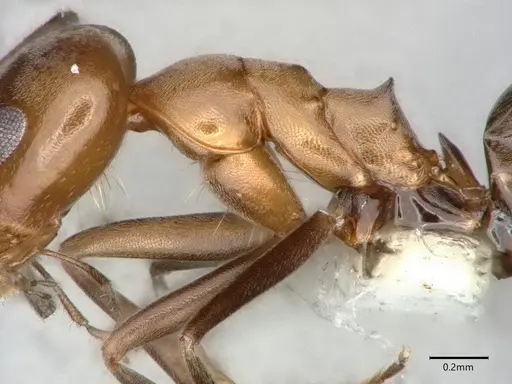 Dorymyrmex insanus specimen CASENT0841069 image casent0841069_4